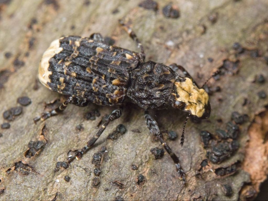 Platyrhinus resinosus (Scopoli, 1763)